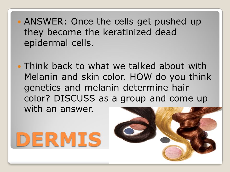 DERMIS ANSWER: Once the cells get pushed up they become the keratinized dead epidermal cells.