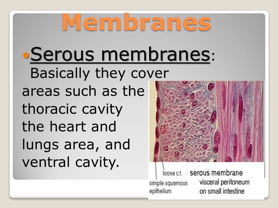 Membranes Serous membranes Serous membranes : Basically they cover areas such as the thoracic cavity the heart and lungs area, and ventral cavity.
