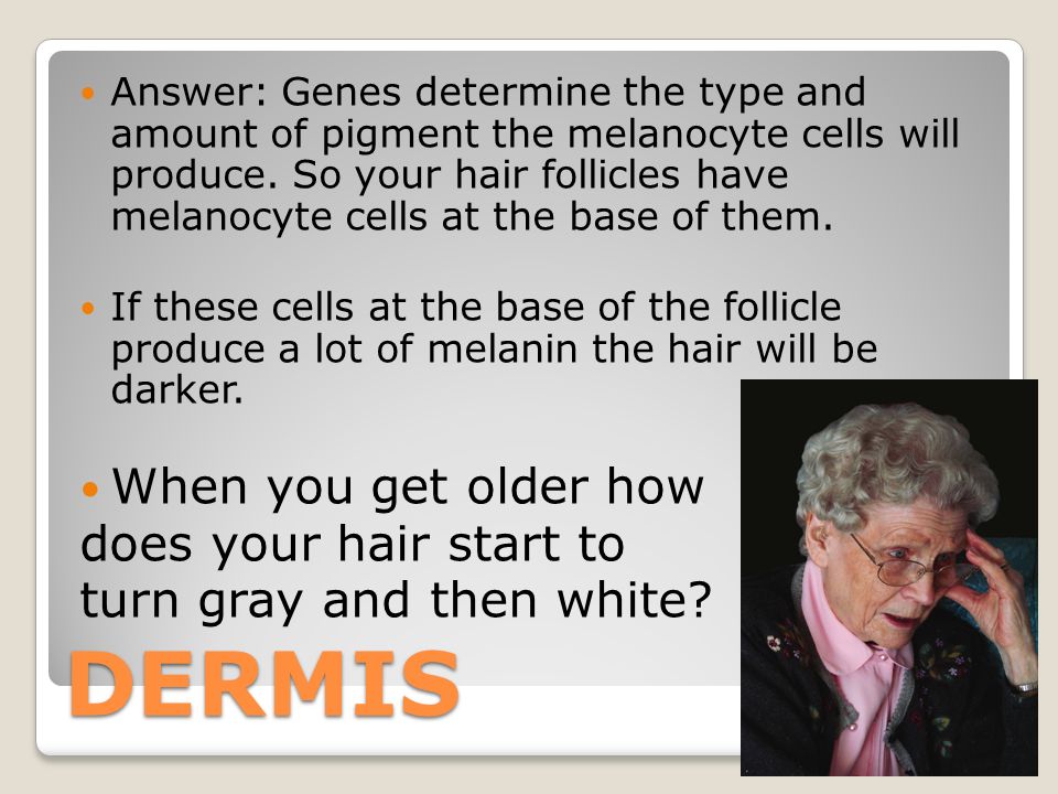 DERMIS Answer: Genes determine the type and amount of pigment the melanocyte cells will produce.