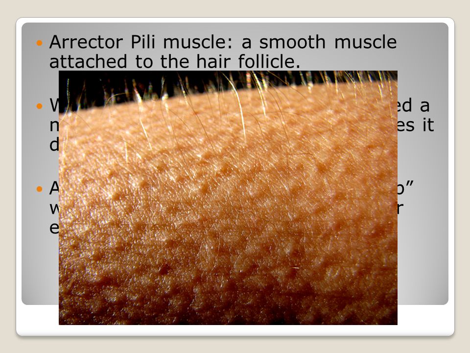 Arrector Pili muscle: a smooth muscle attached to the hair follicle.