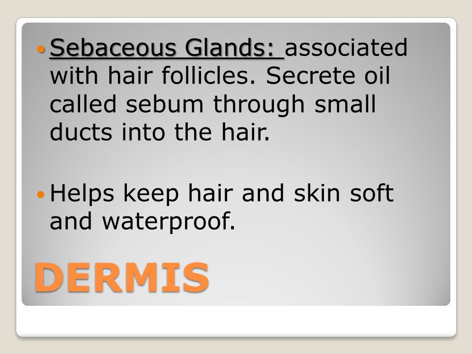 DERMIS Sebaceous Glands: Sebaceous Glands: associated with hair follicles.