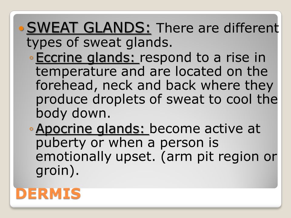 DERMIS SWEAT GLANDS: SWEAT GLANDS: There are different types of sweat glands.
