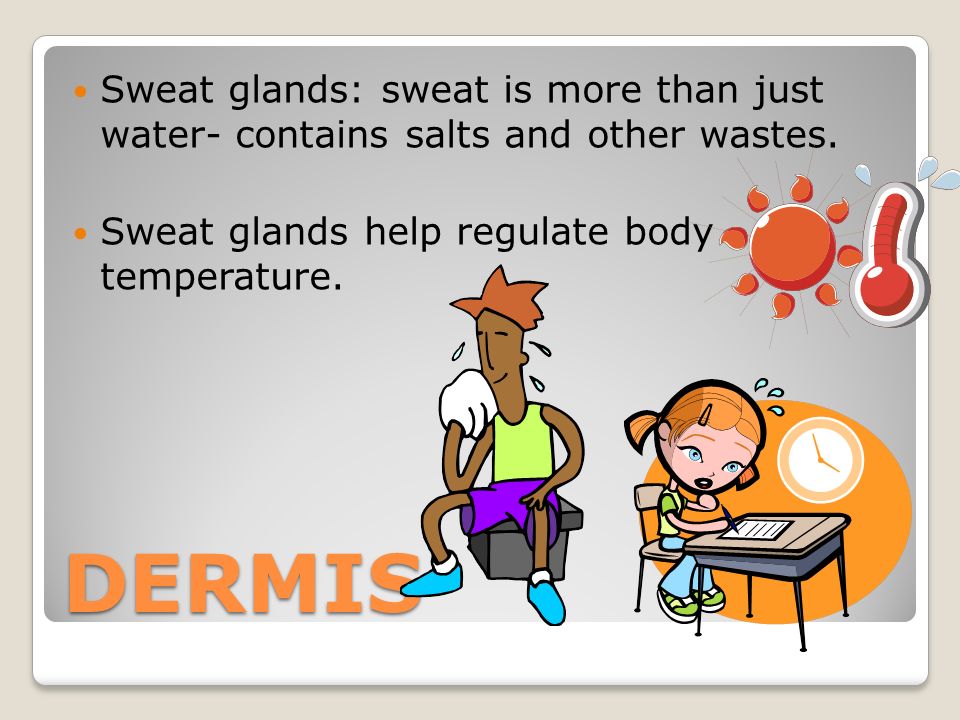 DERMIS Sweat glands: sweat is more than just water- contains salts and other wastes.