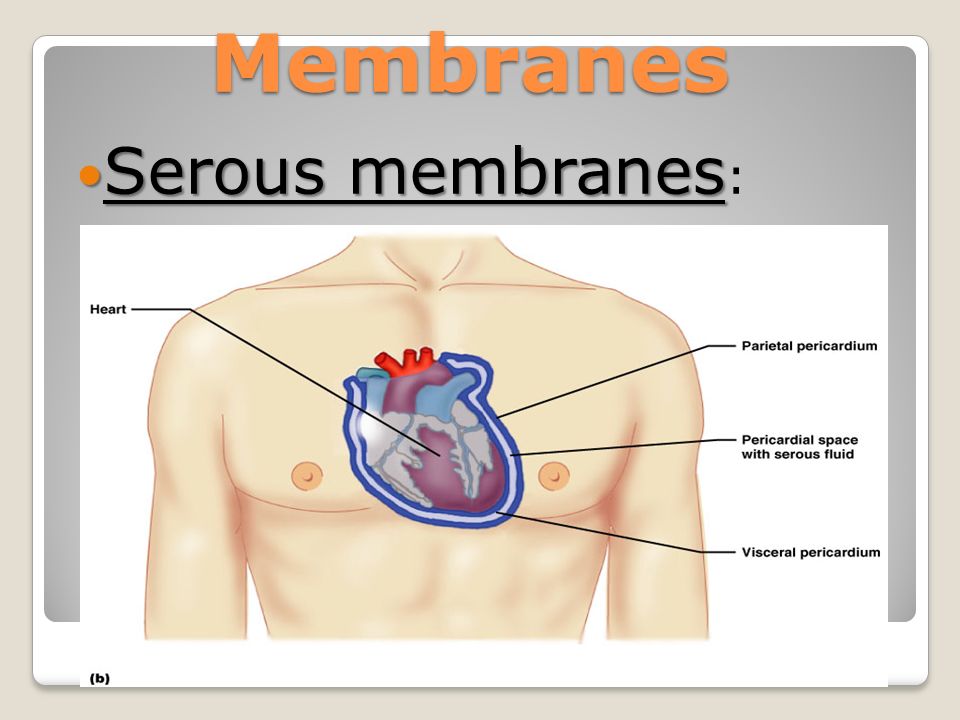 Membranes Serous membranes Serous membranes :