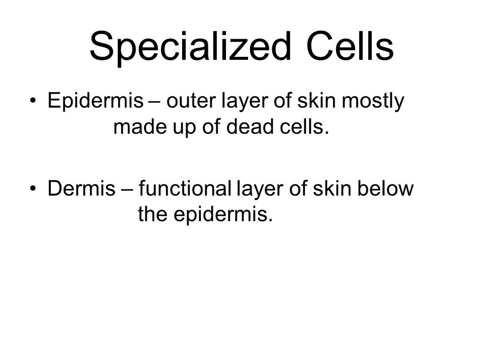 Specialized Cells Epidermis – outer layer of skin mostly made up of dead cells.