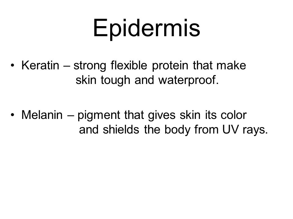 Epidermis Keratin – strong flexible protein that make skin tough and waterproof.