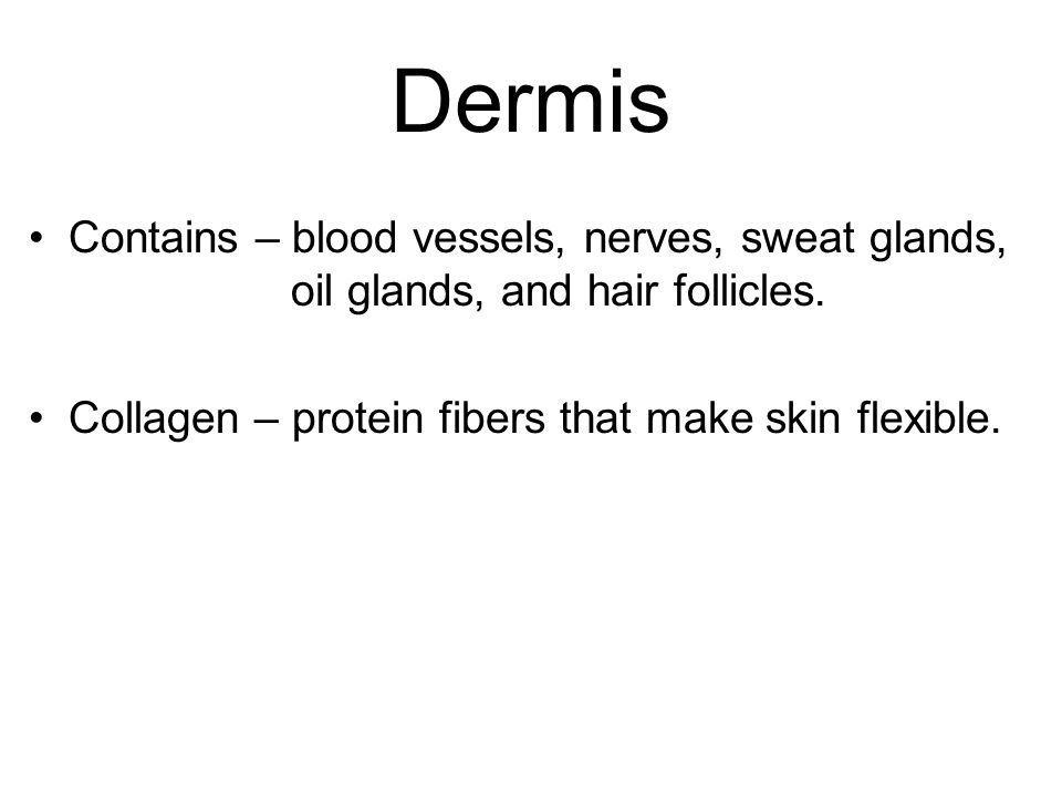 Dermis Contains – blood vessels, nerves, sweat glands, oil glands, and hair follicles.
