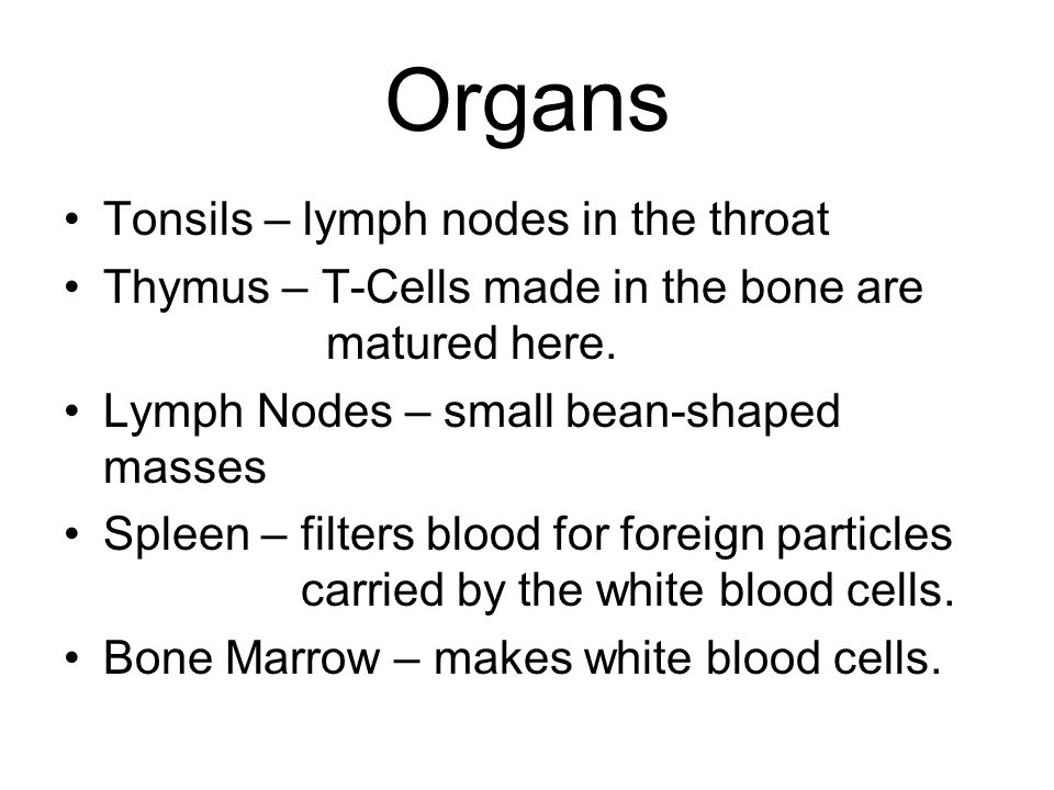 Organs Tonsils – lymph nodes in the throat Thymus – T-Cells made in the bone are matured here.