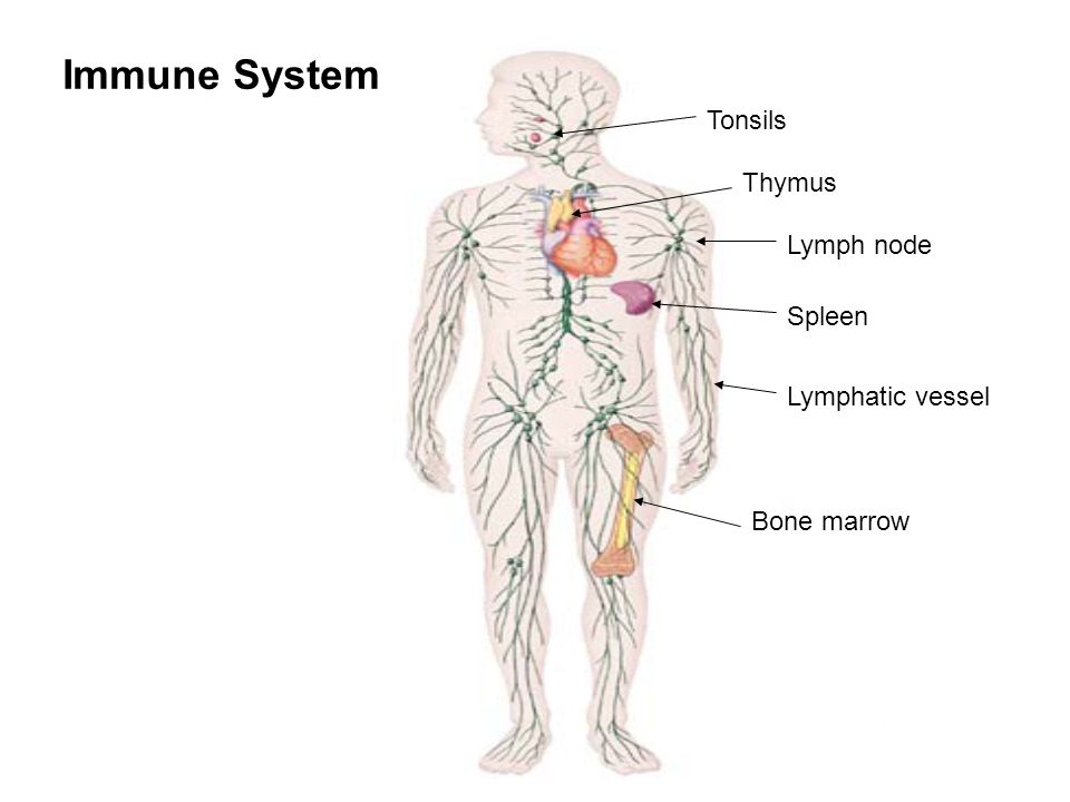 Immune System Bone marrow Tonsils Thymus Lymph node Spleen Lymphatic vessel