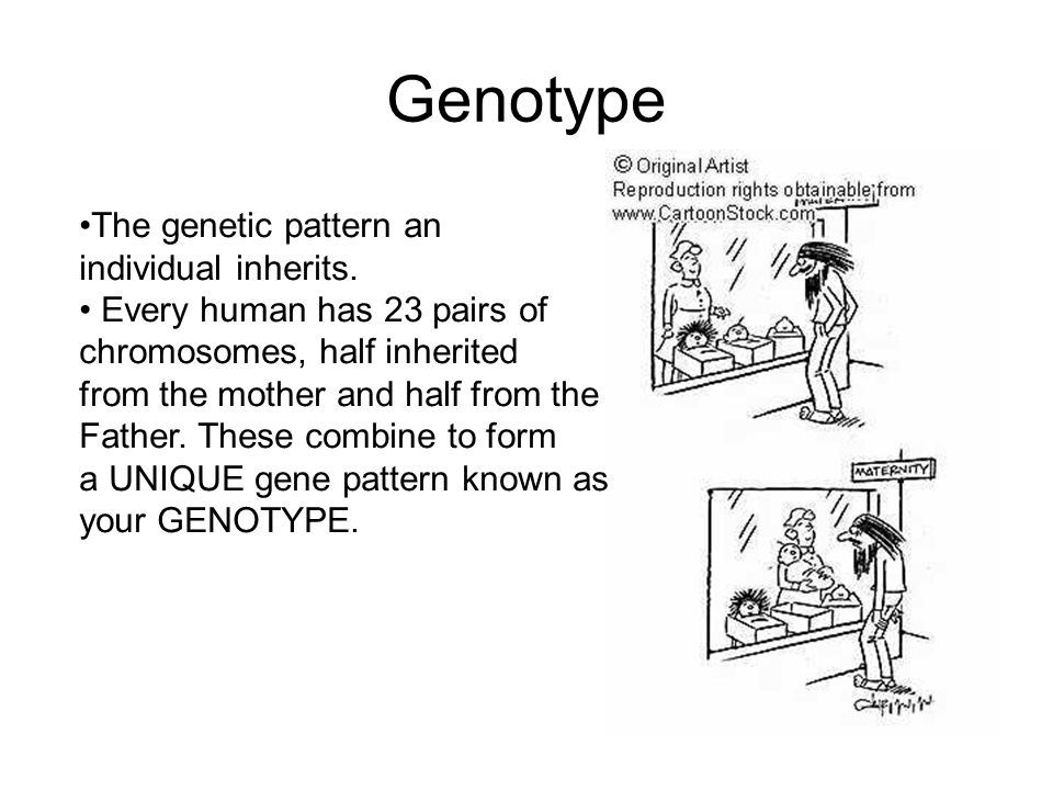 Genotype The genetic pattern an individual inherits.