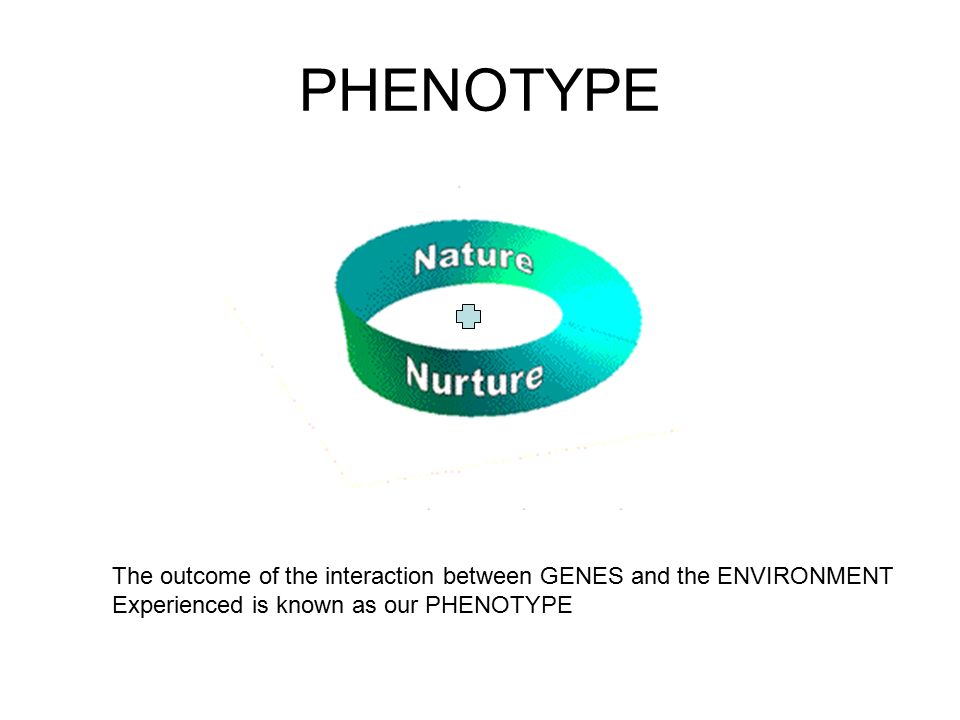 PHENOTYPE The outcome of the interaction between GENES and the ENVIRONMENT Experienced is known as our PHENOTYPE