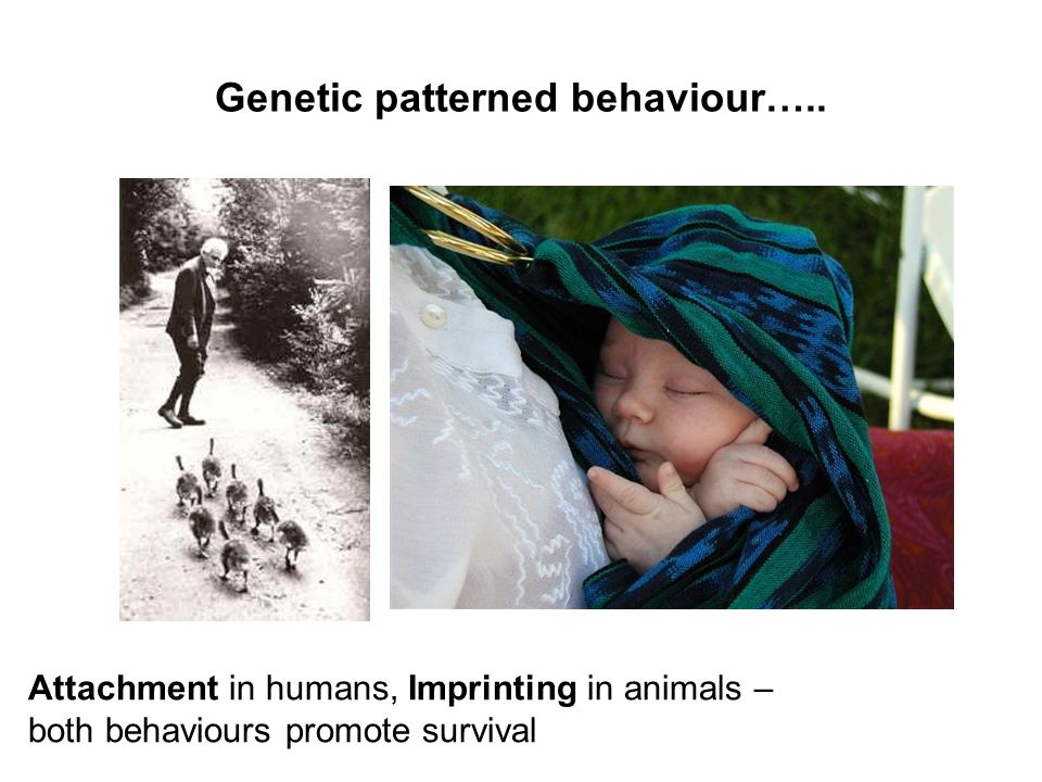 Genetic patterned behaviour…..
