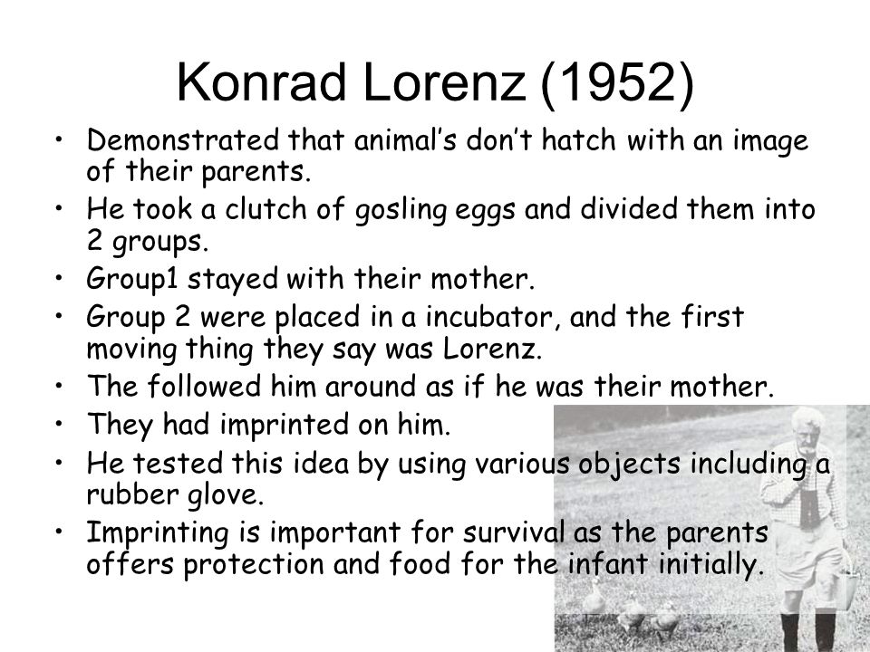 Konrad Lorenz (1952) Demonstrated that animal’s don’t hatch with an image of their parents.