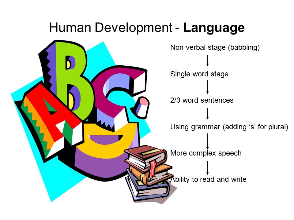 Human Development - Language Non verbal stage (babbling) Single word stage 2/3 word sentences Using grammar (adding ‘s’ for plural) More complex speech Ability to read and write