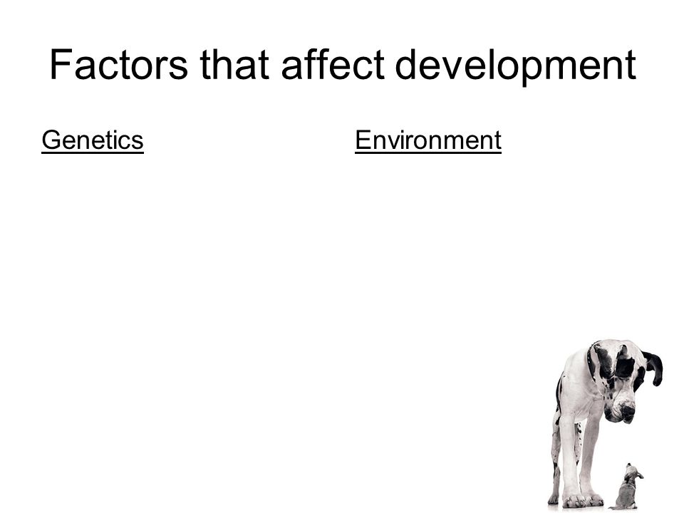Factors that affect development GeneticsEnvironment