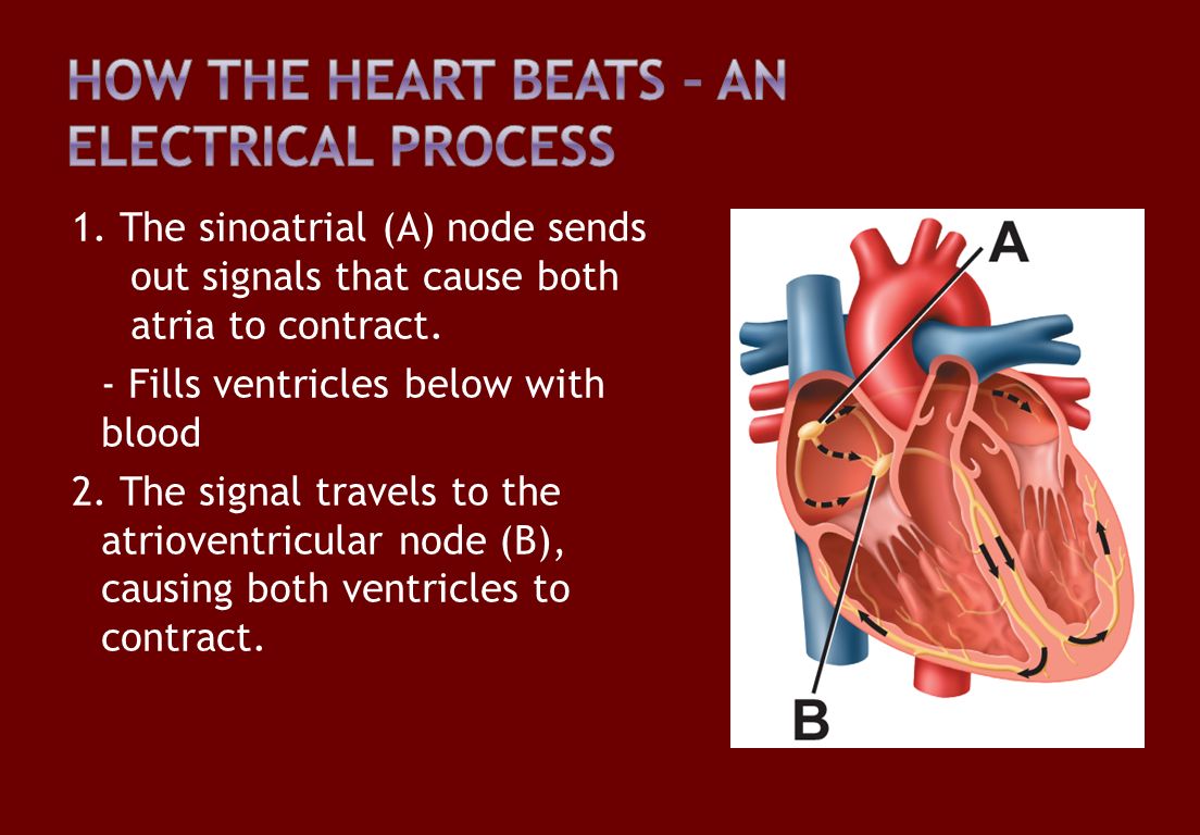 1. The sinoatrial (A) node sends out signals that cause both atria to contract.