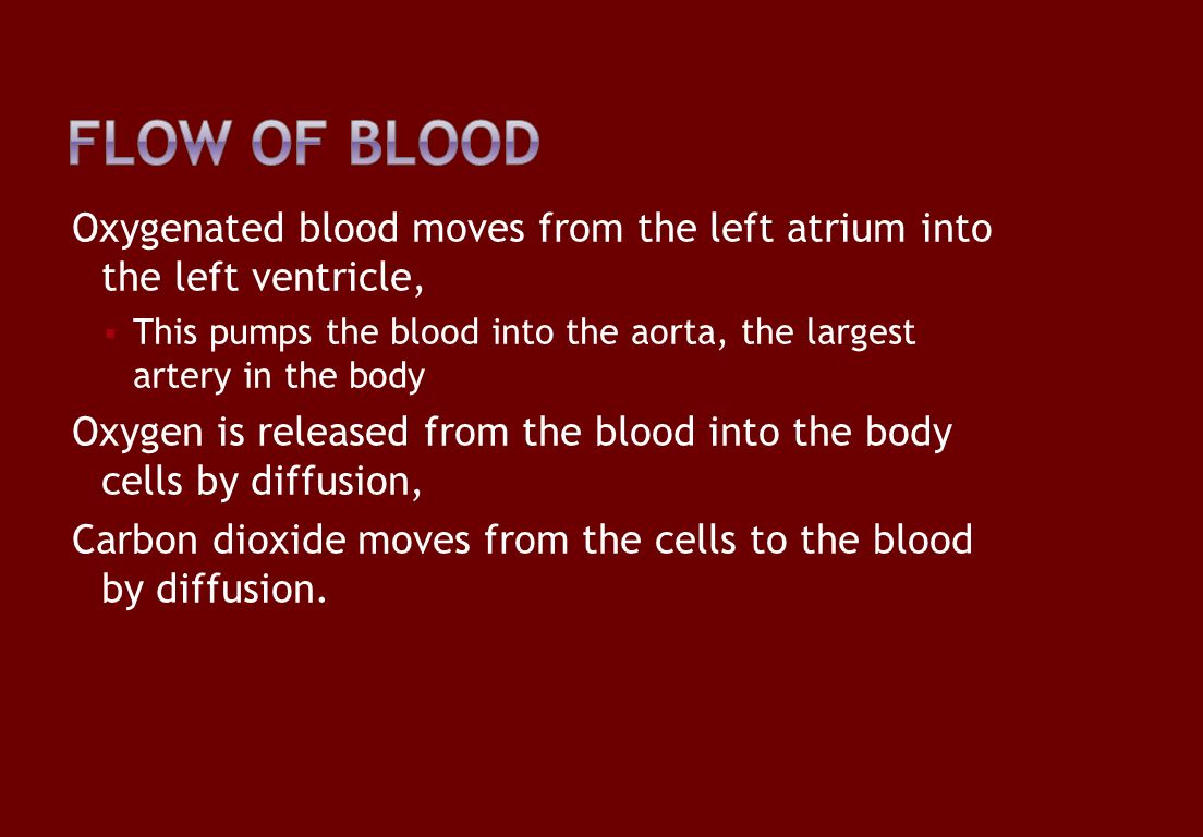 Oxygenated blood moves from the left atrium into the left ventricle,  This pumps the blood into the aorta, the largest artery in the body Oxygen is released from the blood into the body cells by diffusion, Carbon dioxide moves from the cells to the blood by diffusion.