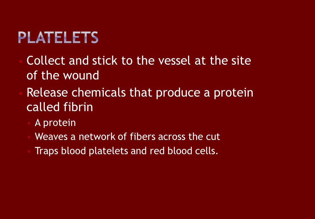  Collect and stick to the vessel at the site of the wound  Release chemicals that produce a protein called fibrin  A protein  Weaves a network of fibers across the cut  Traps blood platelets and red blood cells.