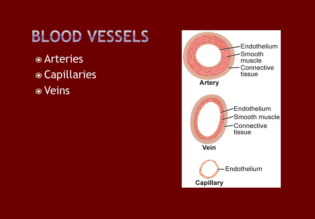  Arteries  Capillaries  Veins