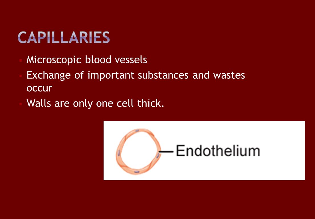  Microscopic blood vessels  Exchange of important substances and wastes occur  Walls are only one cell thick.