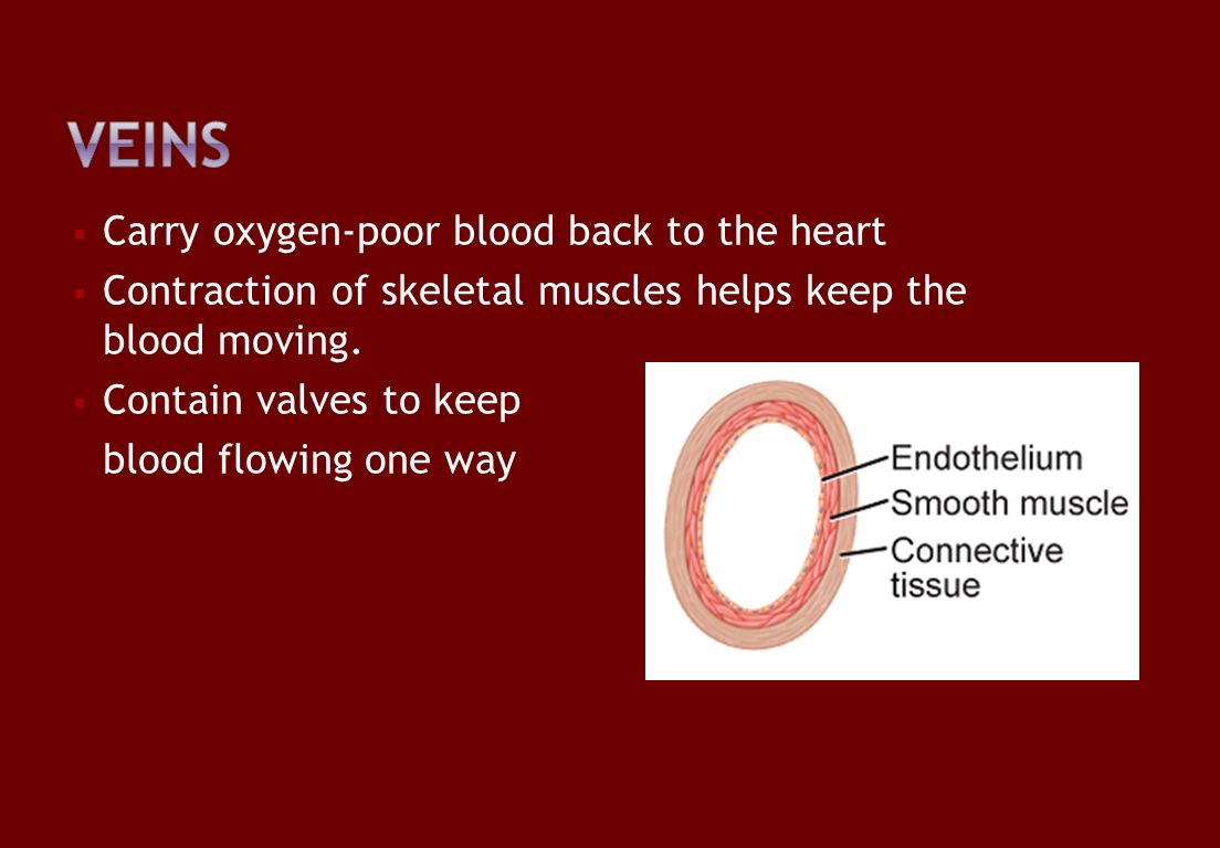  Carry oxygen-poor blood back to the heart  Contraction of skeletal muscles helps keep the blood moving.