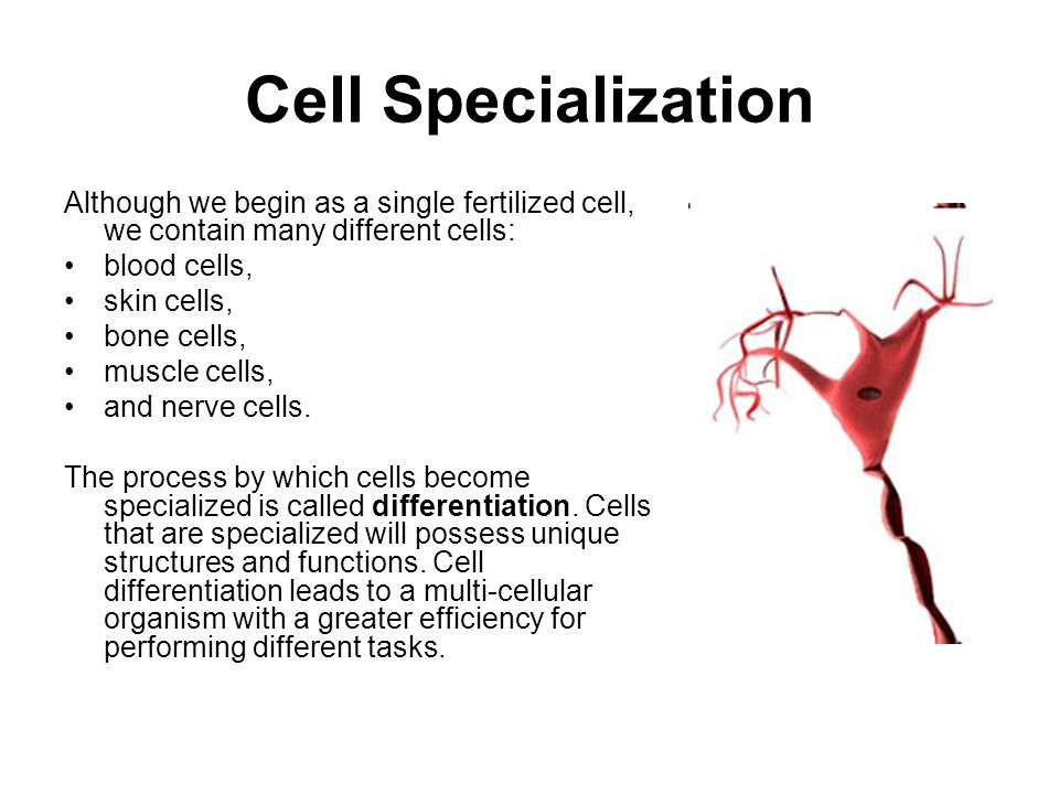 what is cell specialization