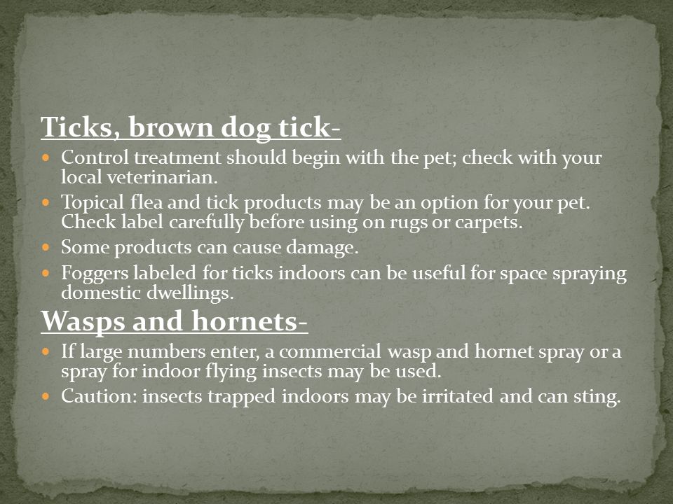 Ticks, brown dog tick- Control treatment should begin with the pet; check with your local veterinarian.