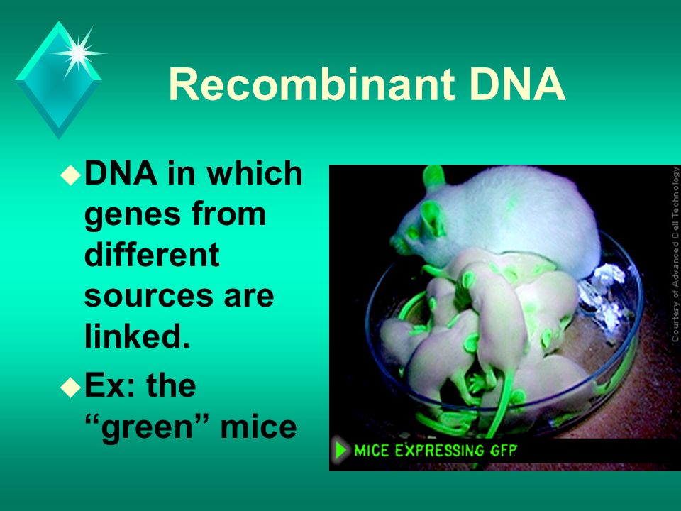 Recombinant DNA u DNA in which genes from different sources are linked. u Ex: the green mice