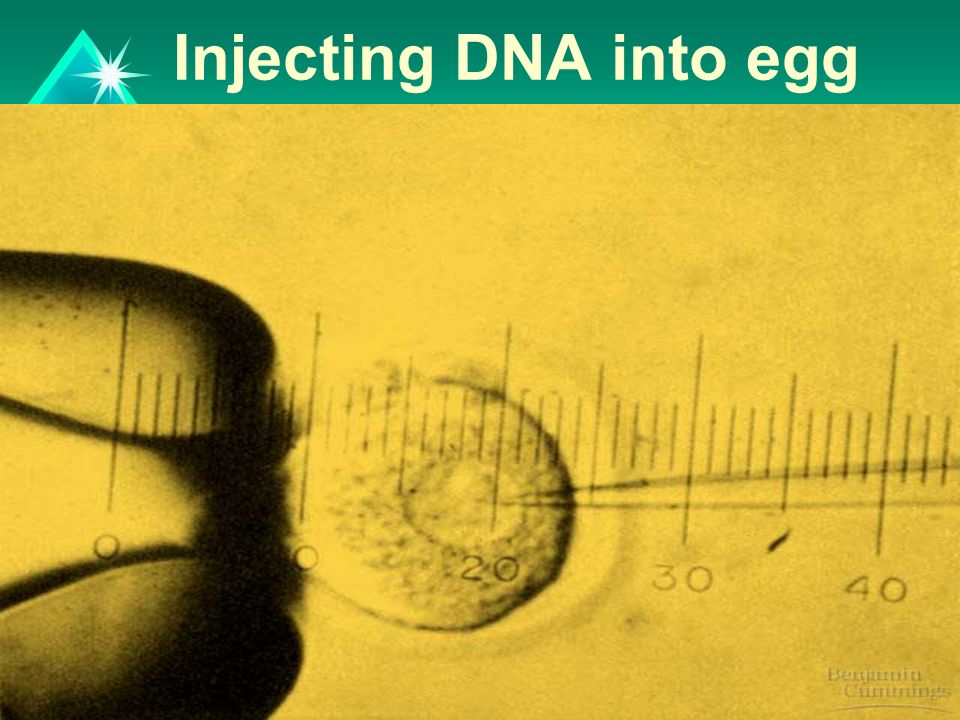 Injecting DNA into egg