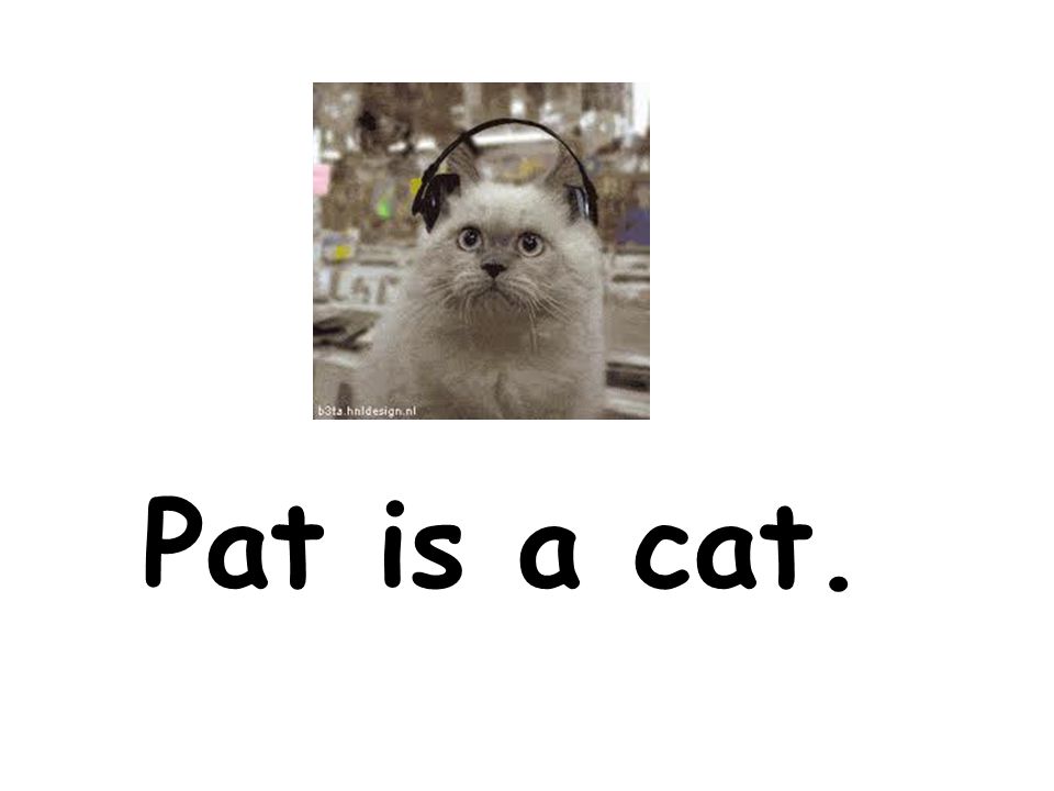 Pat is a cat.