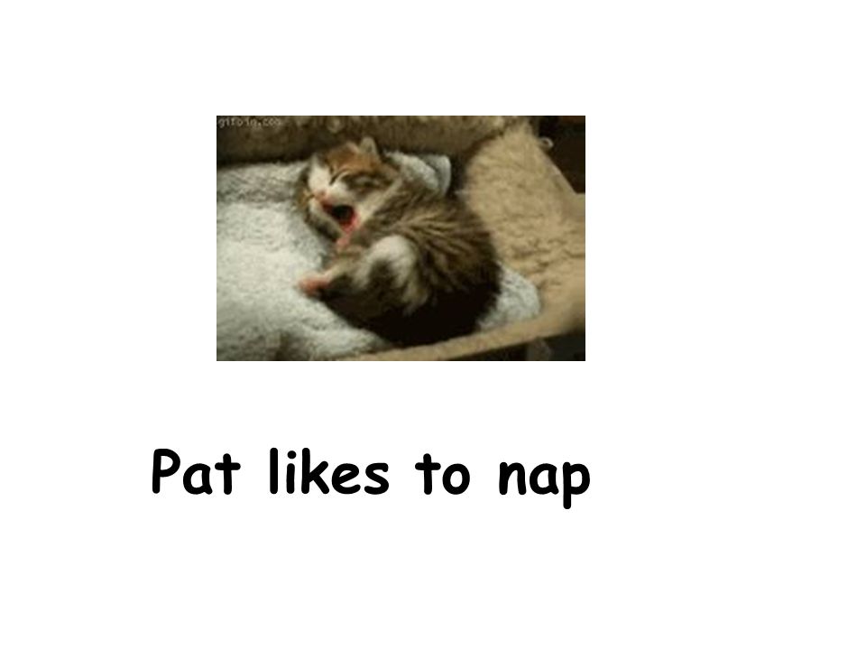 Pat likes to nap