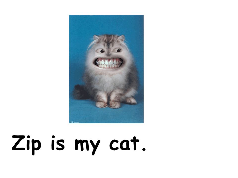 Zip is my cat.