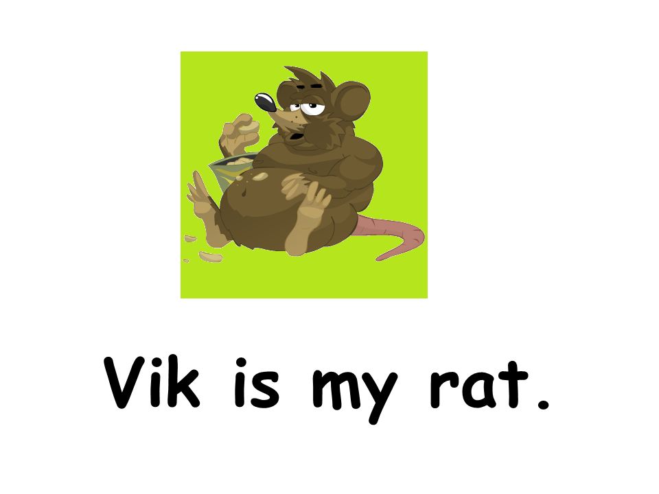 Vik is my rat.