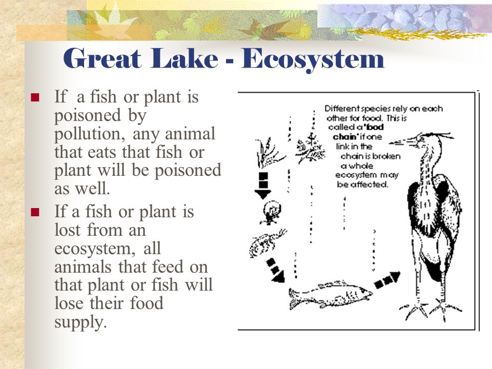 Acid Rain & The Great Lakes Pollutants that are transferred from the air into the Lakes are responsible for harming the quality of the water in the Lakes, as well as the health of the plants and animals that call the Great Lakes home.
