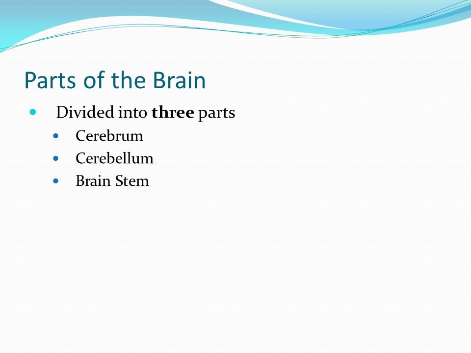 Parts of the Brain Divided into three parts Cerebrum Cerebellum Brain Stem