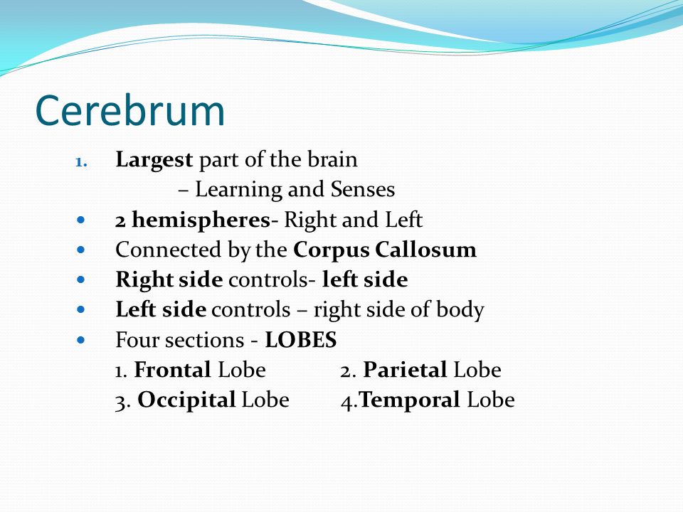Cerebrum 1.