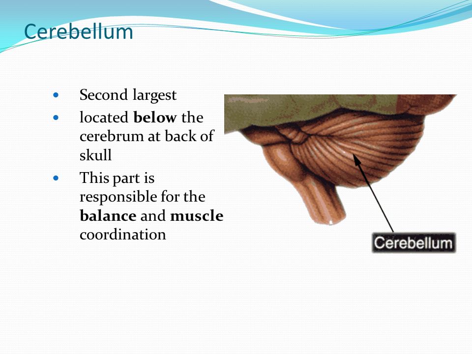 Cerebellum Second largest located below the cerebrum at back of skull This part is responsible for the balance and muscle coordination