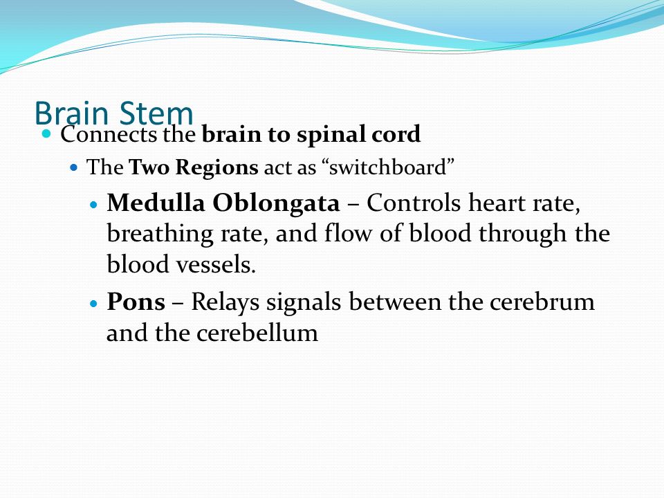 Brain Stem Connects the brain to spinal cord The Two Regions act as switchboard Medulla Oblongata – Controls heart rate, breathing rate, and flow of blood through the blood vessels.