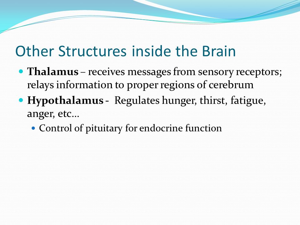 Other Structures inside the Brain Thalamus – receives messages from sensory receptors; relays information to proper regions of cerebrum Hypothalamus - Regulates hunger, thirst, fatigue, anger, etc… Control of pituitary for endocrine function