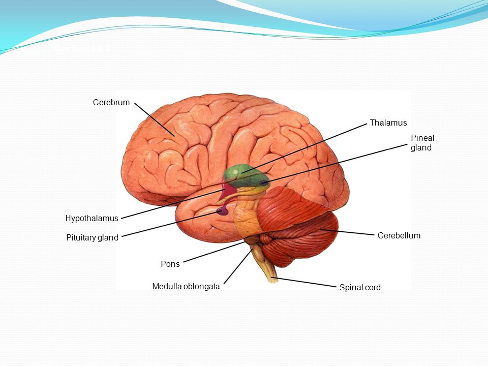Pons Pituitary gland Hypothalamus Cerebrum Medulla oblongata Spinal cord Cerebellum Pineal gland Thalamus Section 35-3