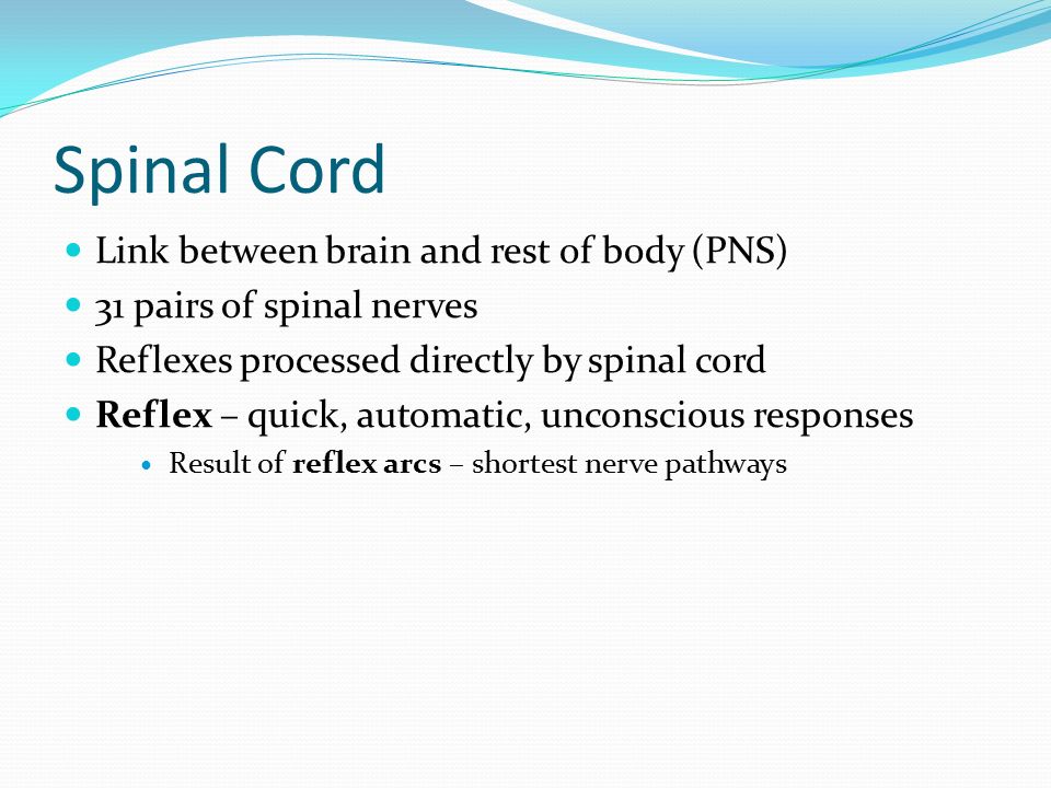 Spinal Cord Link between brain and rest of body (PNS) 31 pairs of spinal nerves Reflexes processed directly by spinal cord Reflex – quick, automatic, unconscious responses Result of reflex arcs – shortest nerve pathways