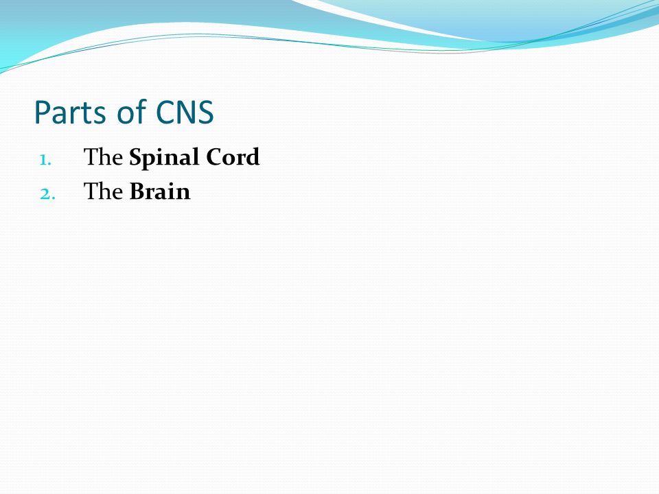 Parts of CNS 1. The Spinal Cord 2. The Brain