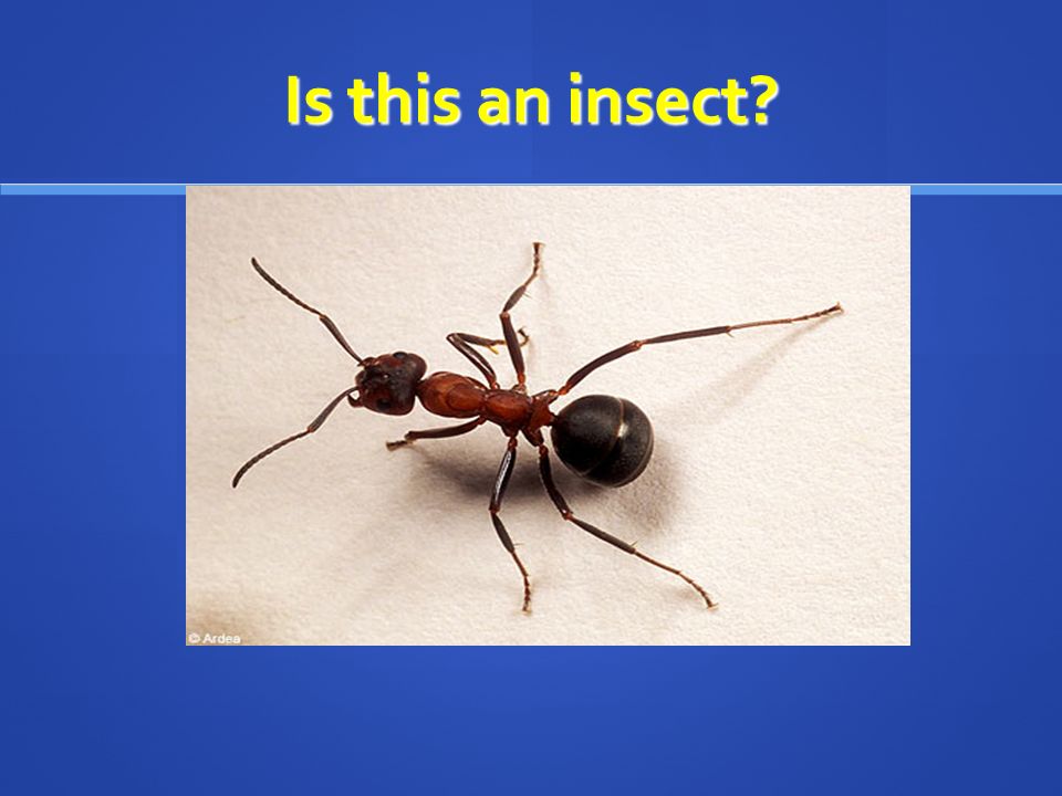 yes or no? emily heckman. what is an insect?