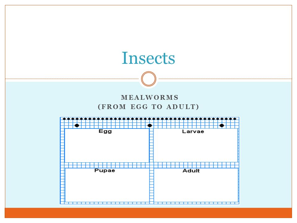 MEALWORMS (FROM EGG TO ADULT) Insects