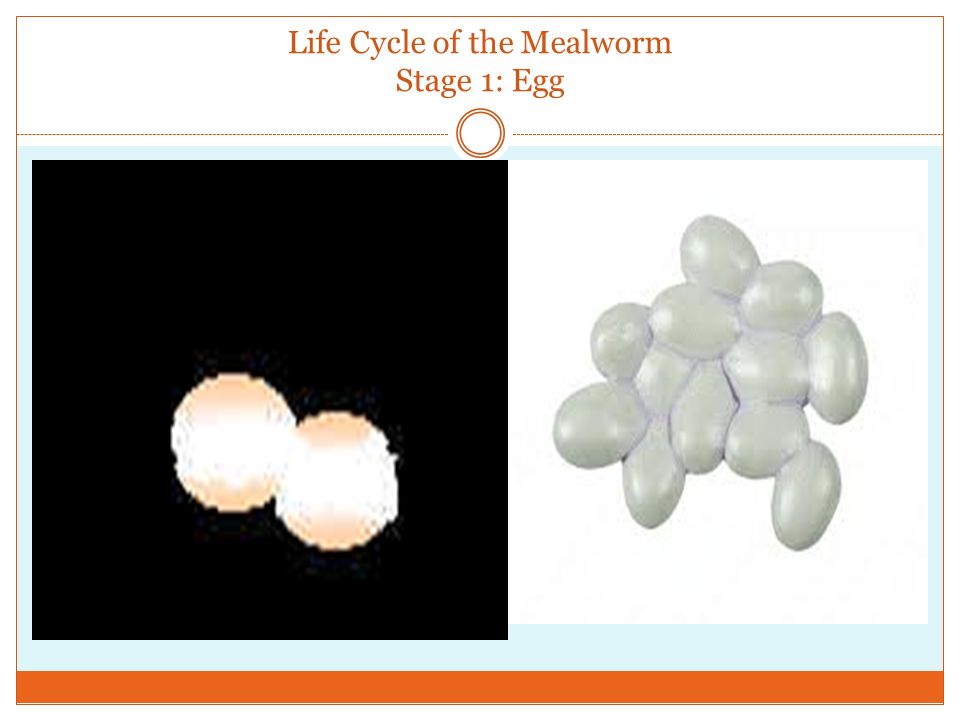 Life Cycle of the Mealworm Stage 1: Egg