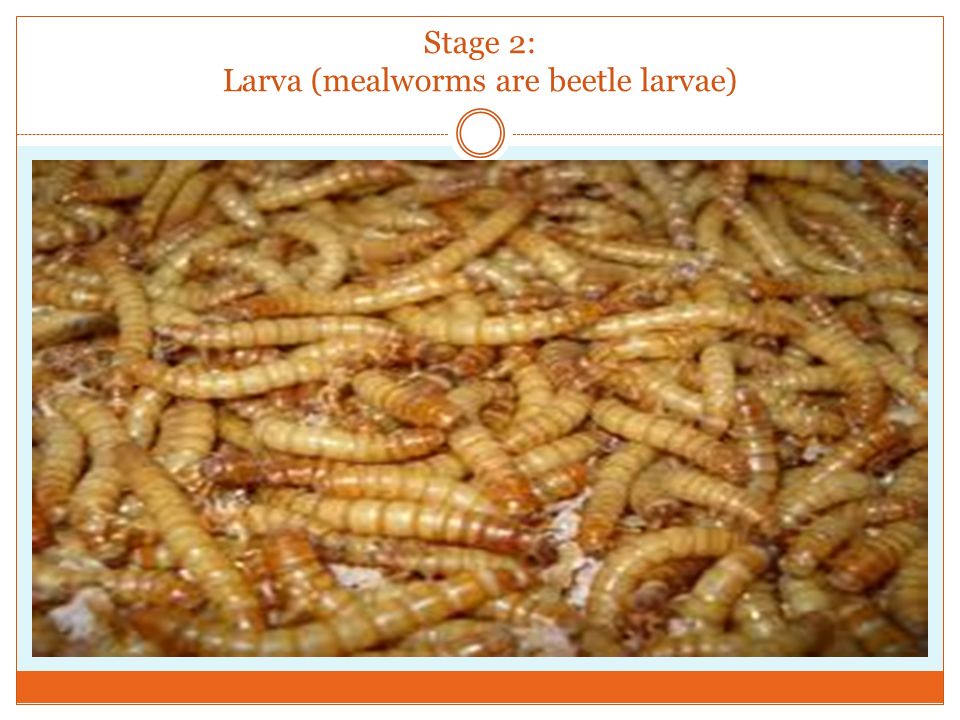Stage 2: Larva (mealworms are beetle larvae)