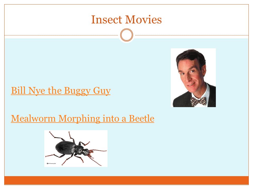 Insect Movies Bill Nye the Buggy Guy Mealworm Morphing into a Beetle