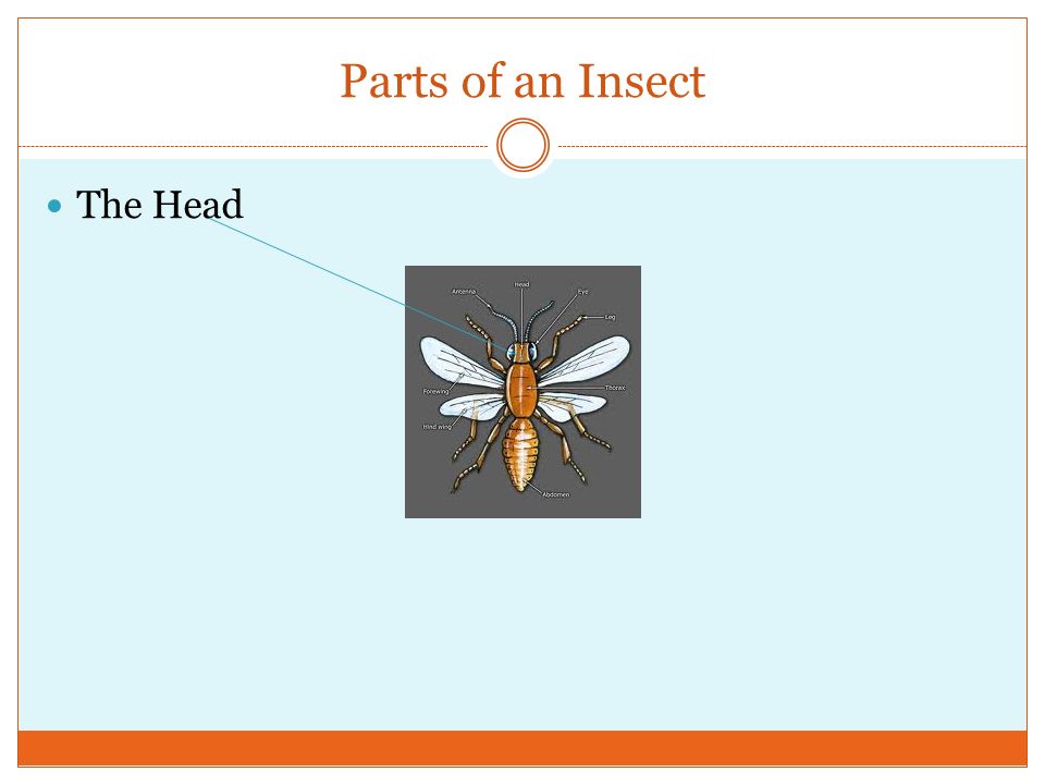 Parts of an Insect The Head