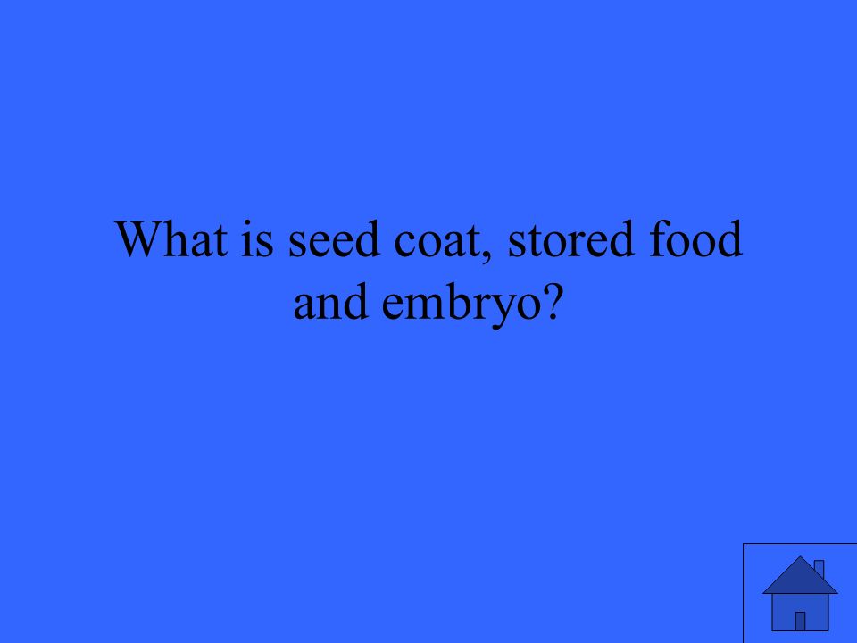 What is seed coat, stored food and embryo