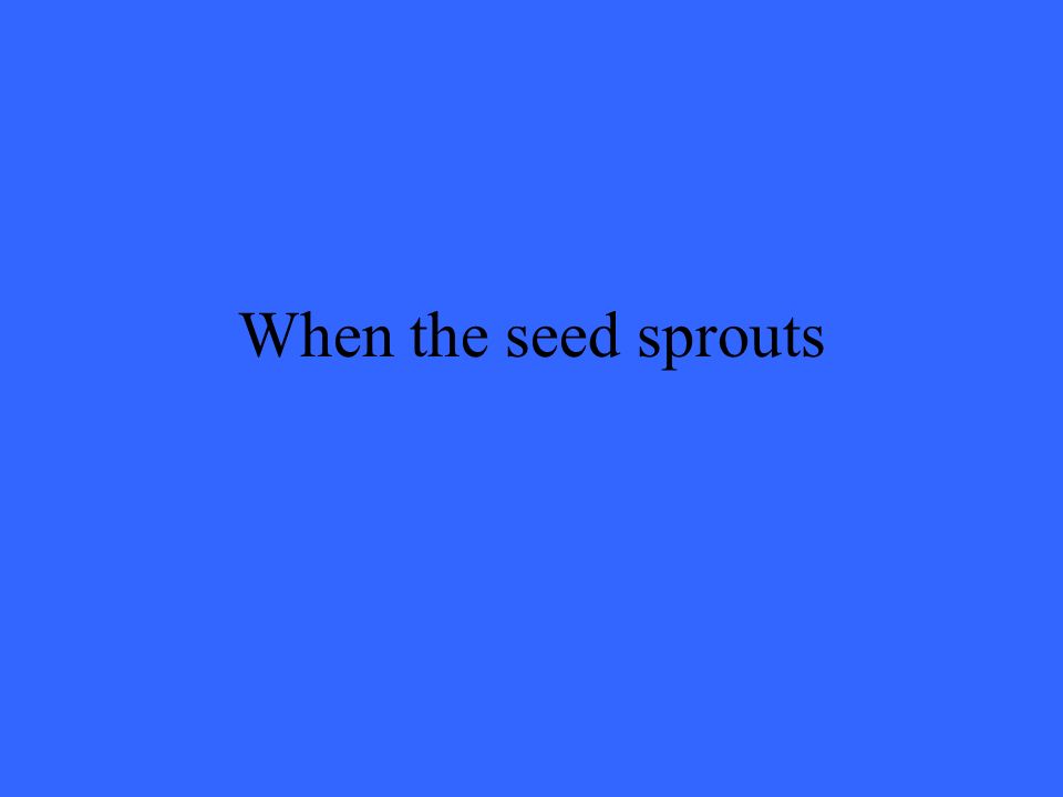When the seed sprouts